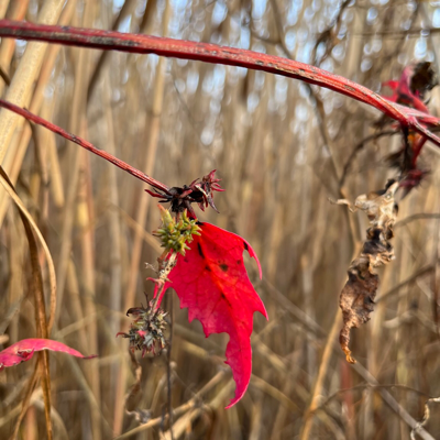 krkmp@nerdculture.de