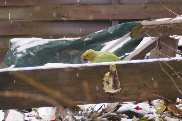Grüner Halsbandsittich sucht in verschneitem Komposthaufen nach Futter