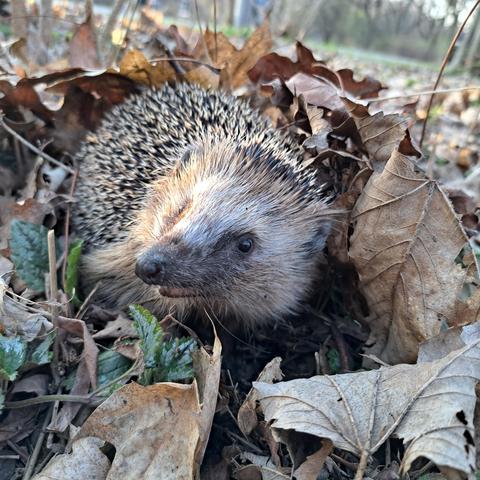 Igel im Laub