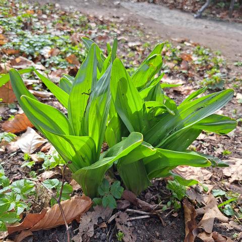Blätter von hochgiftigen Herbstzeitlosen im Tiergarten. Die Blätter sind deutlich breiter und sehen eher wie Tulpenblätter aus. 