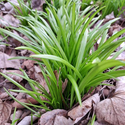 Blätter vom Wunderlauch. Sie sind schmaler und riechen stark nach Knoblauch