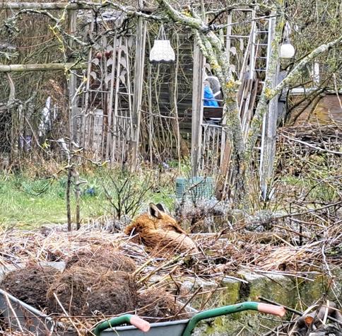 Fuchs schläft auf Komposthaufen