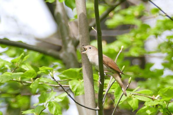 Singende Nachtigal im Baum