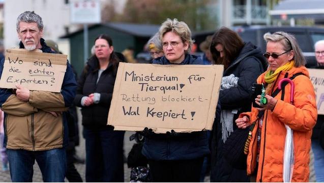 Eine Gruppe demonstrierender Menschen mit betroffenen Gesichtern. Ein Man hält ein selbst gemaltes Pappschild: "Wo sind die echten Experten?" Eine Frau hält ein Schild: "Ministerium für Tierqual! Rettung blockiert – Wal krepiert!"