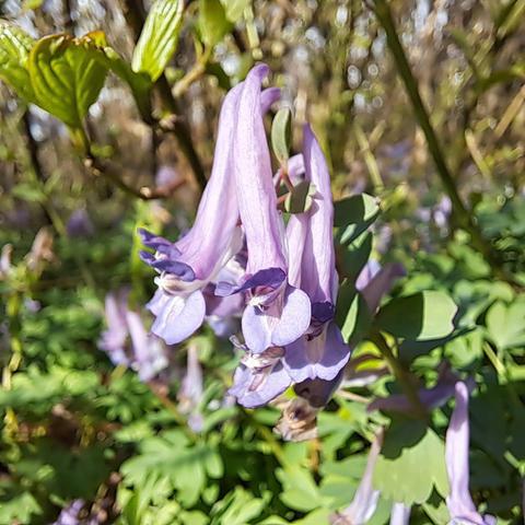 Gefingerter Lerchensporn