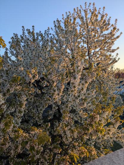 Das warme Licht der Abendsonne auf dem blühenden Kirschbaum weckt das Gefühl von Frühling und dem Ende des Winters.