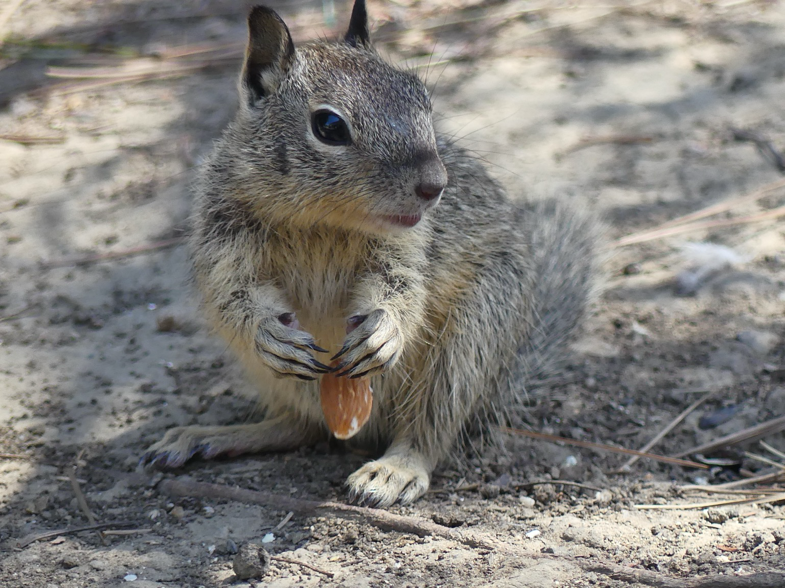 The almond drops from the baby’s paws as he’s already turning his head to look for something else to nibble on