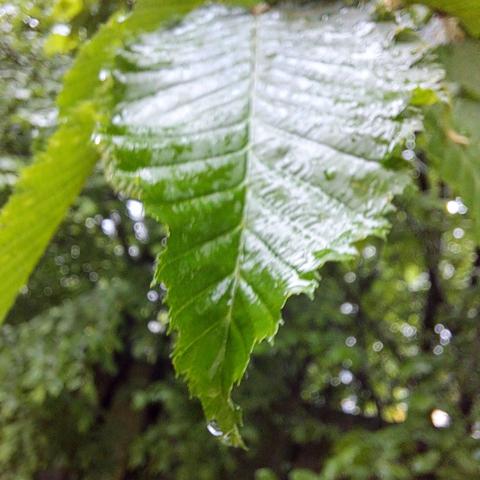 Regennasses Buchenblatt