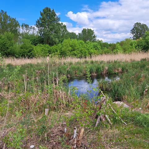 Blick auf Waldrand und Teich in Hobrechtsfelde 
