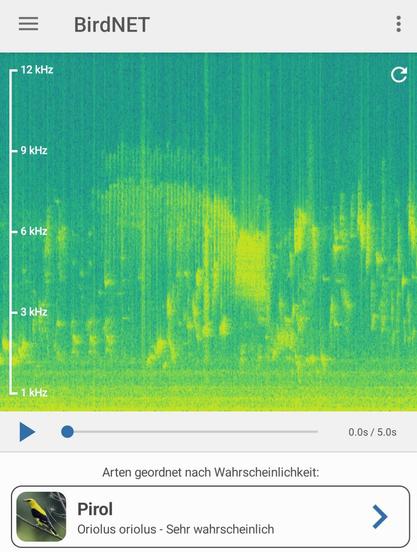 Die app Birdnet identifiziert einen Pirol