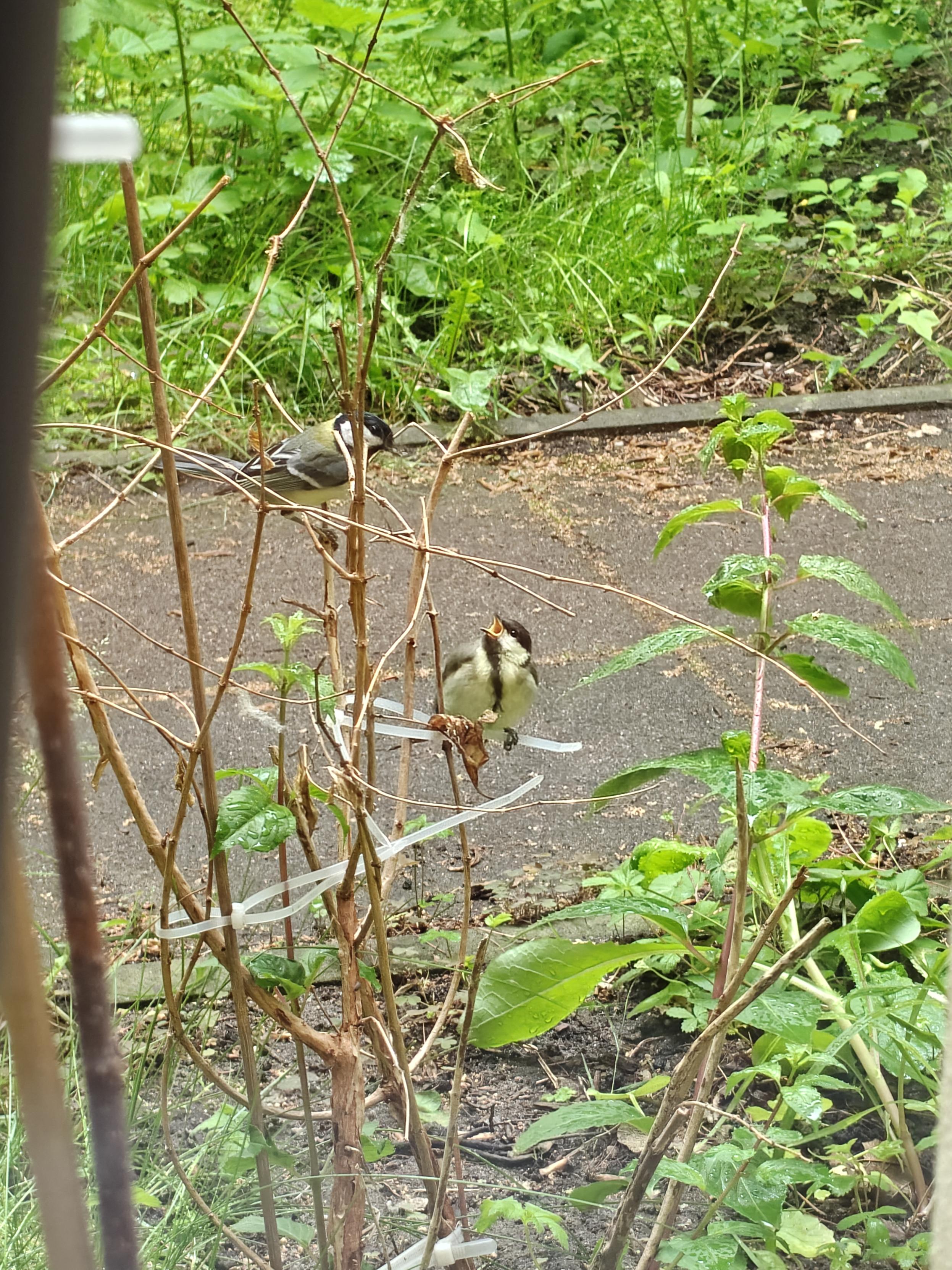 Zwei Vögel die sich streiten, einer hat den Schnabel offen, weil er sich offensichtlich erschrocken hat