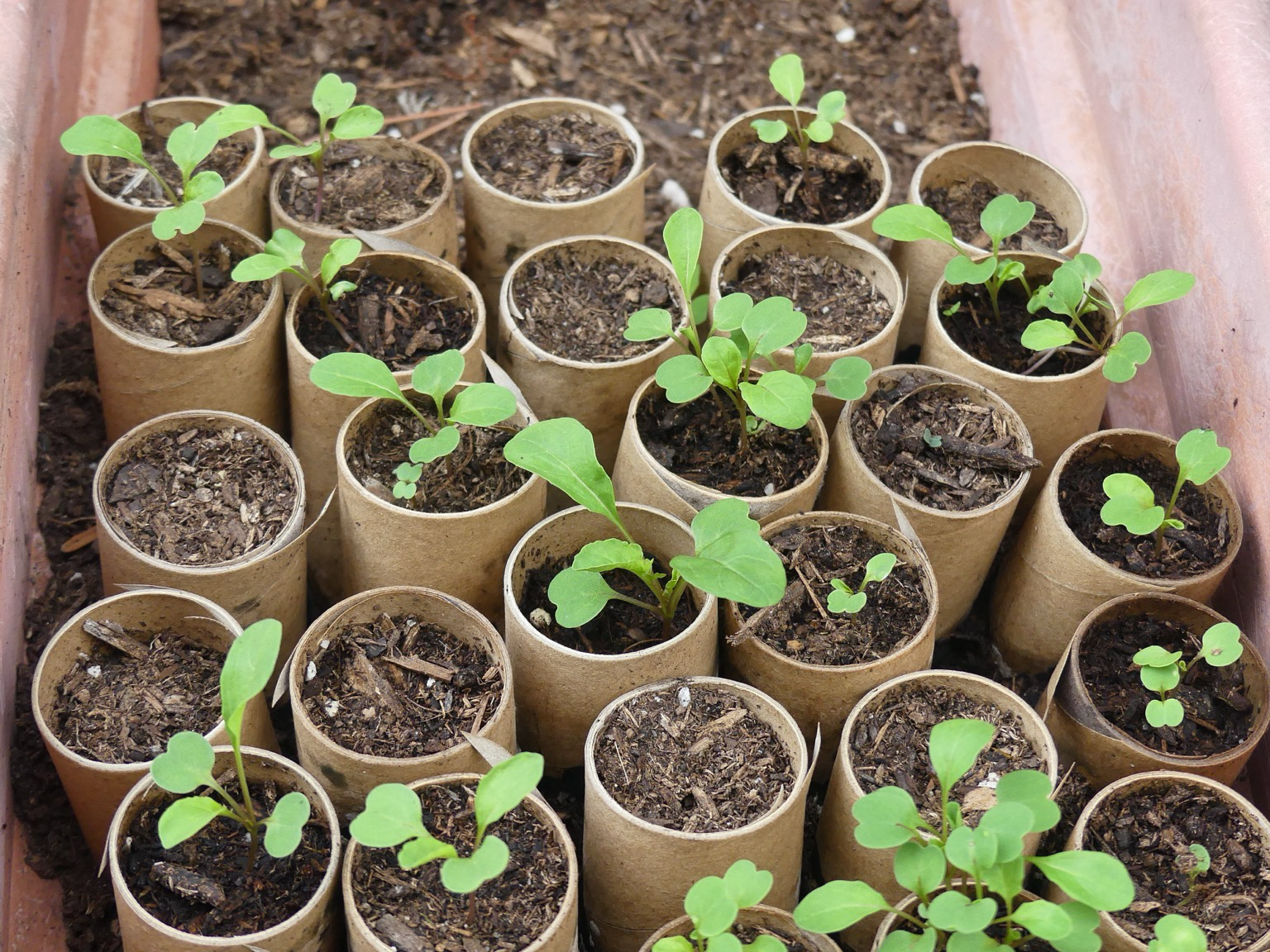 Numerous arugula seedlings growing in paper tubes set in a planter