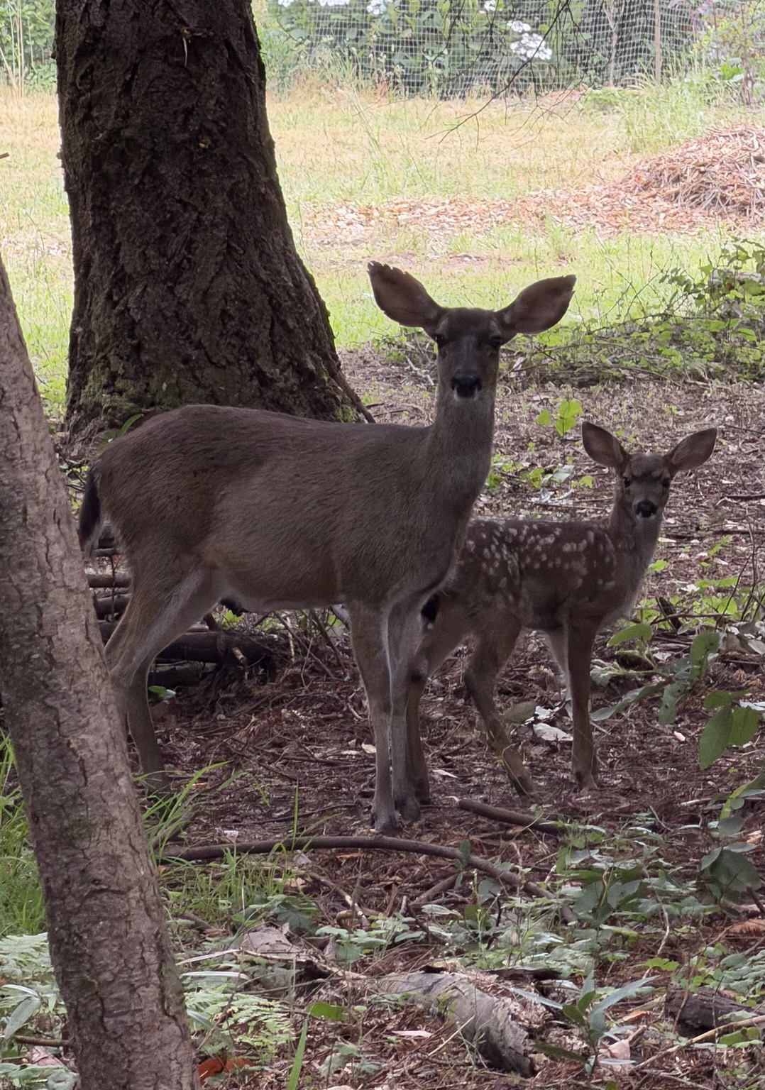 A doe and her spotted fawn look into the camera