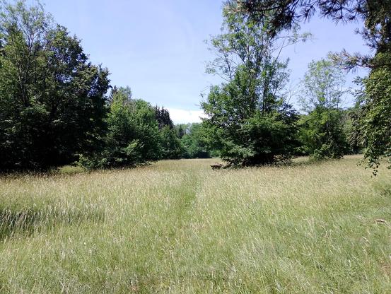 Sonnige Wiese mit einzeln stehenden Bäumen und einer Bank auf dem Kornberg