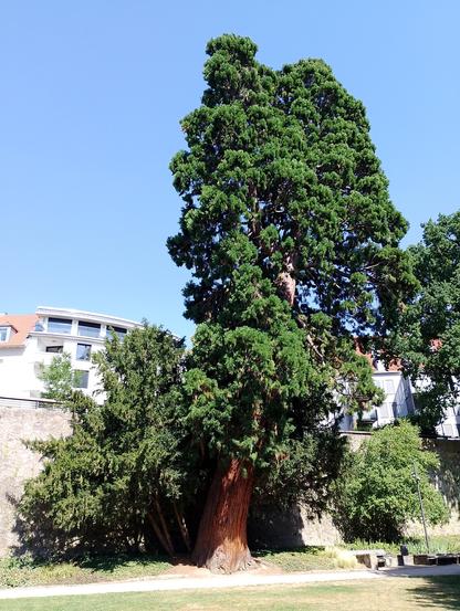 großer Baum an der Stadtmauer