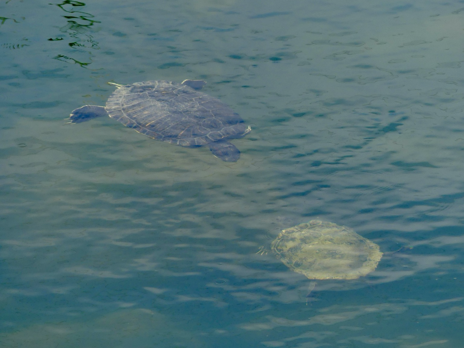 A larger and smaller turtle swim towards each other under the surface of the greenish water