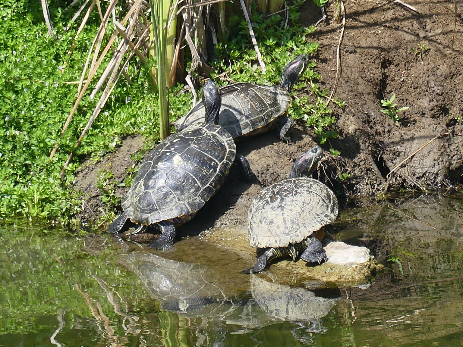 Three turtles sunning themselves on some rocks next to the water. They all face away, necks extended and heads pointed skyward