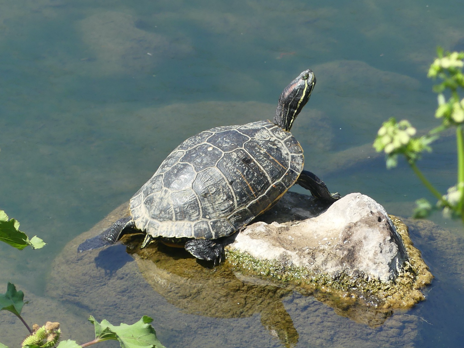 A lone turt on a rock in the water, suns himself while giving me the side eye deciding whether he needs to slip off his rock into the water