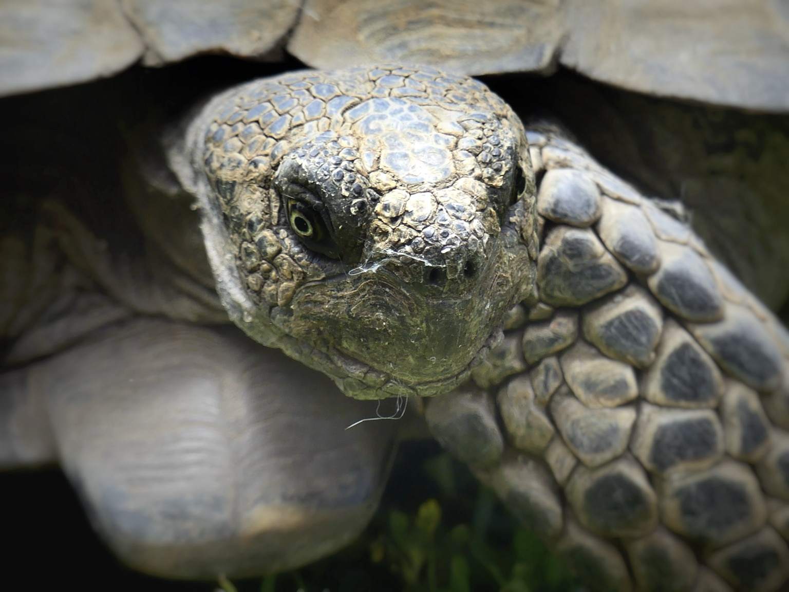 Closeup of a smiling (?) tortoise head jutting from its shell. One pebbly textured front leg is partially visible.