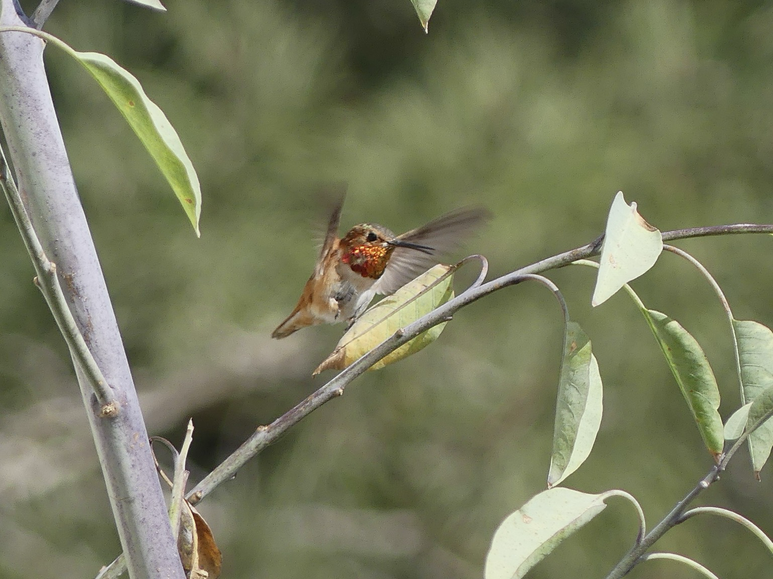 A male Allen’s hummingbird engaged in a skirmish with a tree tobacco leaf