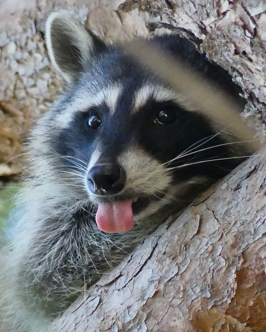 A closeup of Mona the raccoon up in the tree relaxing with her tongue hanging out