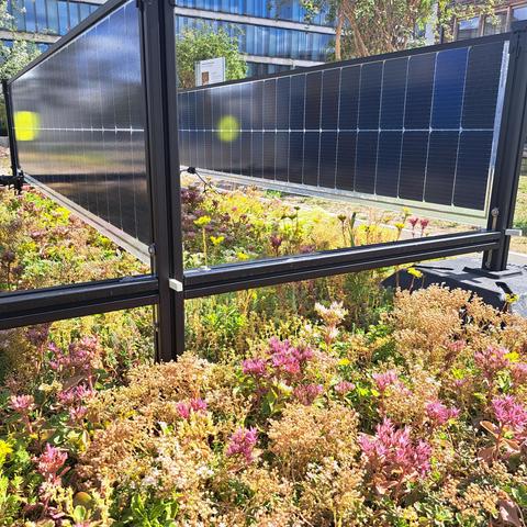 Dachbegrünung & Solar als Symbiose