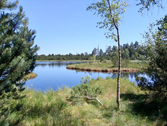 Wildsee im Wildseemoor