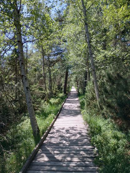 Hölzerner Weg durchs Hochmoor Wildseemoor