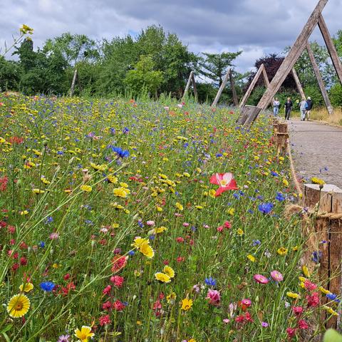 Wildblumenwiese im Britzer Garten