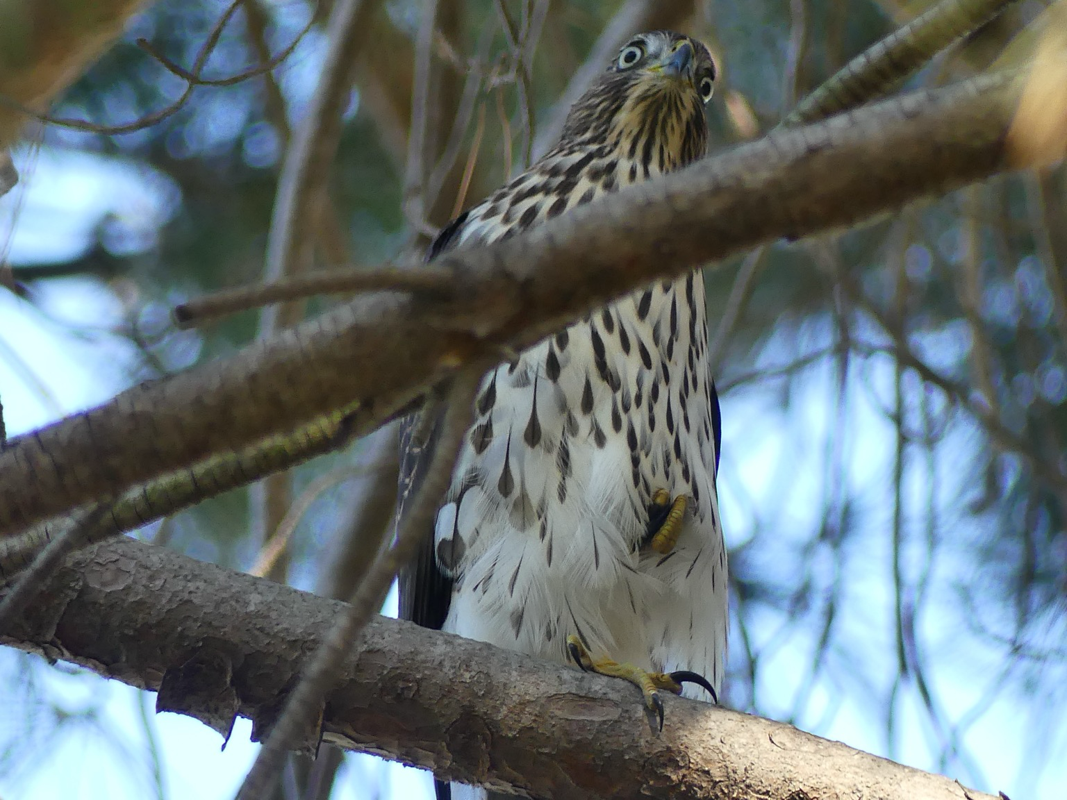 A befuddled juvenile Cooper’s hawk sits in the pine one foot lifted, wanting to grab, blue eyes wide. Unseen in the photo are many angry mockingbirds berating and swooping him.