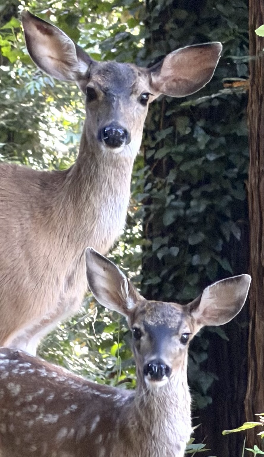Close up, head shot of doe and fawn looking intently into the camera