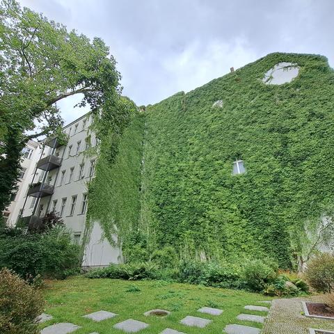 Komplett grün bewachsenen Hausfassade eines 4 Etagen Altbau 