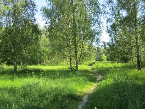 Trampelpfad durch eine mit Birken bestandene Lichtung im jungen Wald