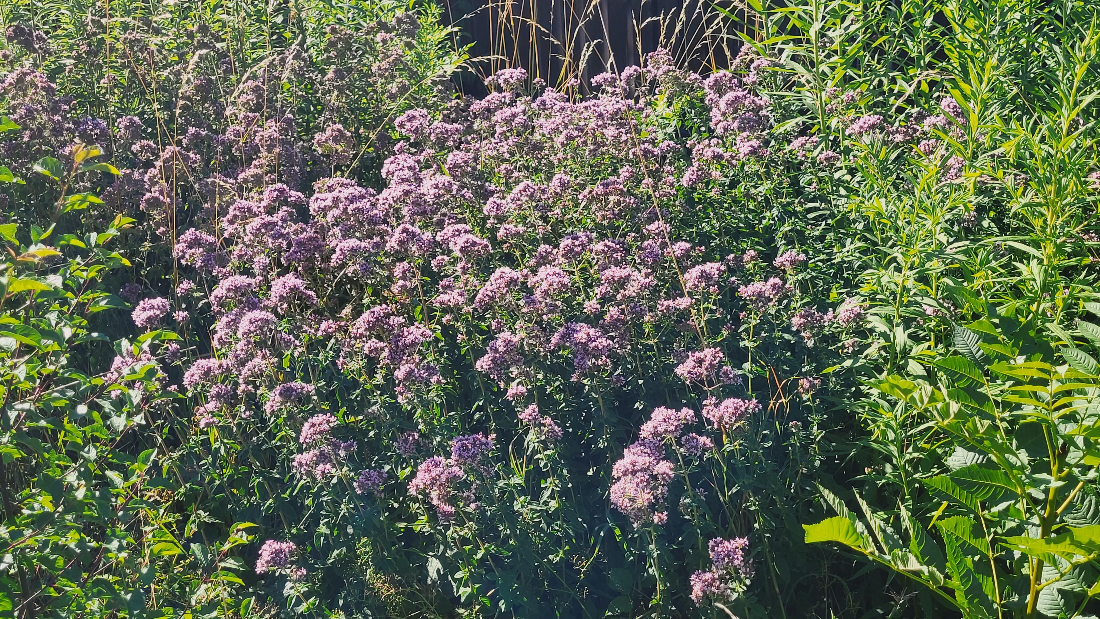 Die Wiese ist voll von Blüten, z.B. Wasserdost.