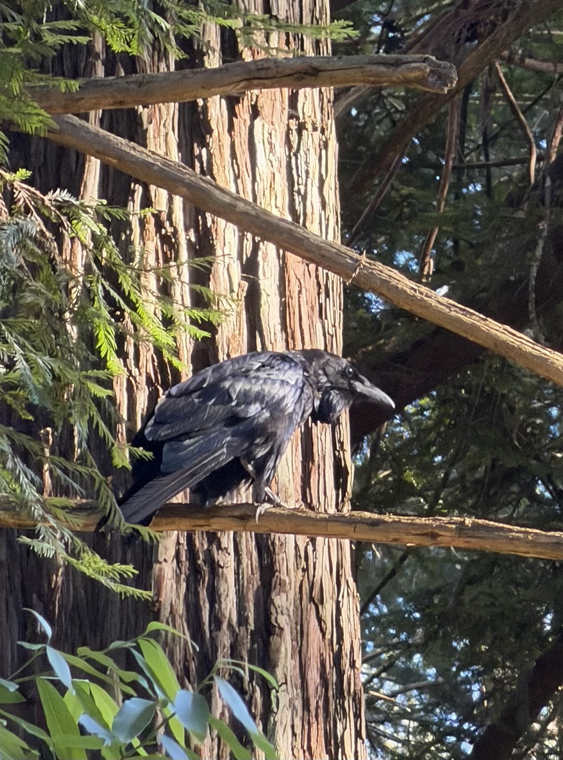 A shiny black raven sits on a branch in a redwood tree, in the morning sunlight