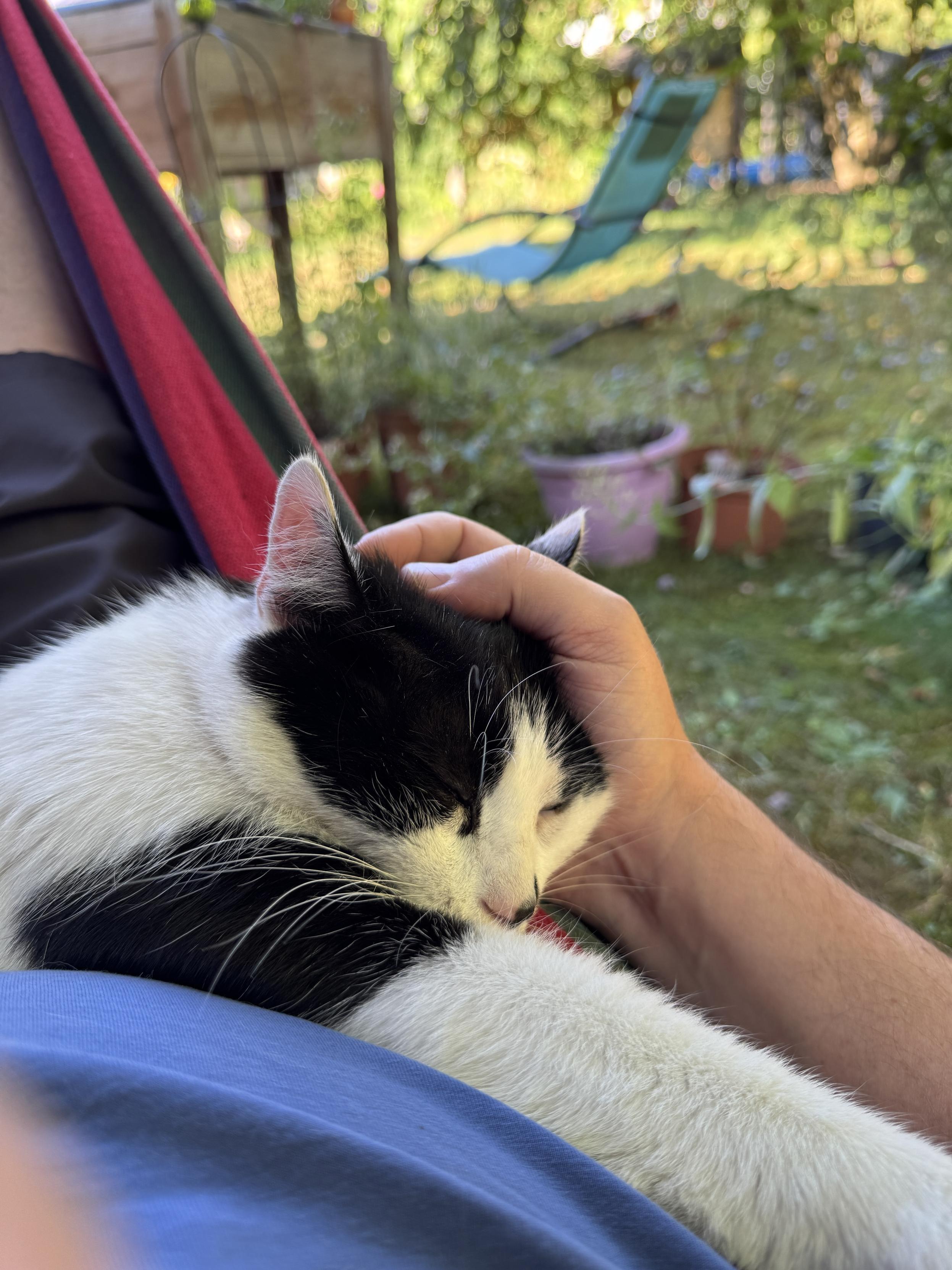 A black and white cat is sleeping peacefully on a person's lap, while a hand gently pets its head. The background features a garden setting with greenery and a lounge chair in the distance. The person is wearing a blue shirt.
