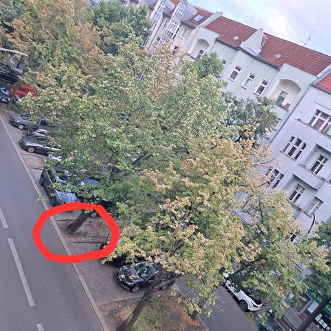 Bäume der Straßenmitte mit deutlichen Trockenschäden (z.B Blattabwurf, gelbe Blätter). Die Wurzeln sind dem Spritzwasser der Straße ungeschützt ausgeliefert.