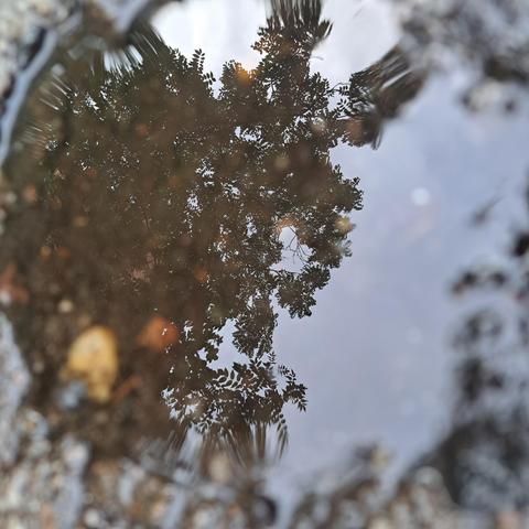 In einer Regenpfütze spiegelt sich eine Baumkrone 