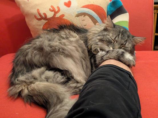 Foto vom letzten Jahr. Merlin hat Kopf und Pfote auf meinem gebrochenen Beim abgelegt und schläft. Er liebte das, aber in den letzten Monaten hat er das immer seltener gemacht, vielleicht auch weil ich weniger Zeit abends auf dem Sofa verbringe als die Jahre davor.