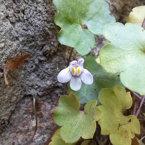 Blüte des Mauerzimbelkraut