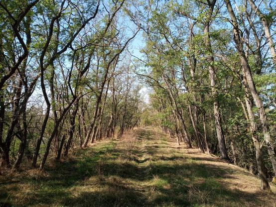 Trampelpfad auf einem mit Gras bewachsenen Bahndamm im Wald