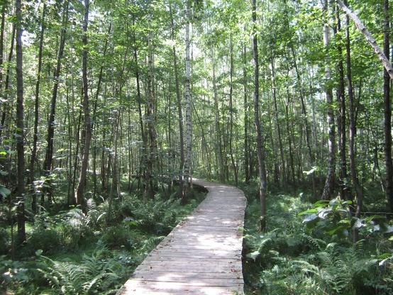hölzerner Pfad durch einen jungen Wald